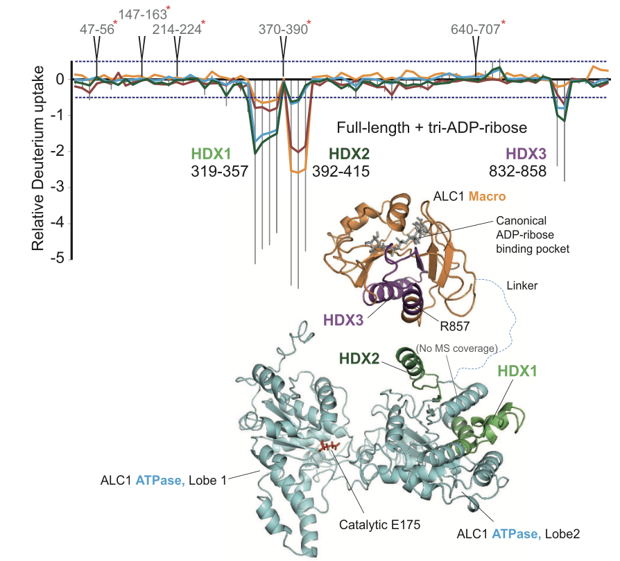 HDX-MS and structural mapping of tri-ADP-ribose-dependent changes across ALC1