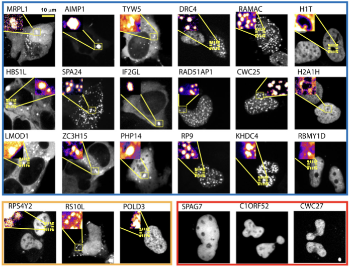 Prospective PICNIC cellular imaging validation panels