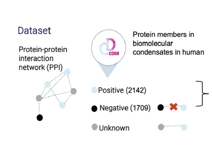 CD-CODE-derived condensate dataset and protein-protein interaction labels