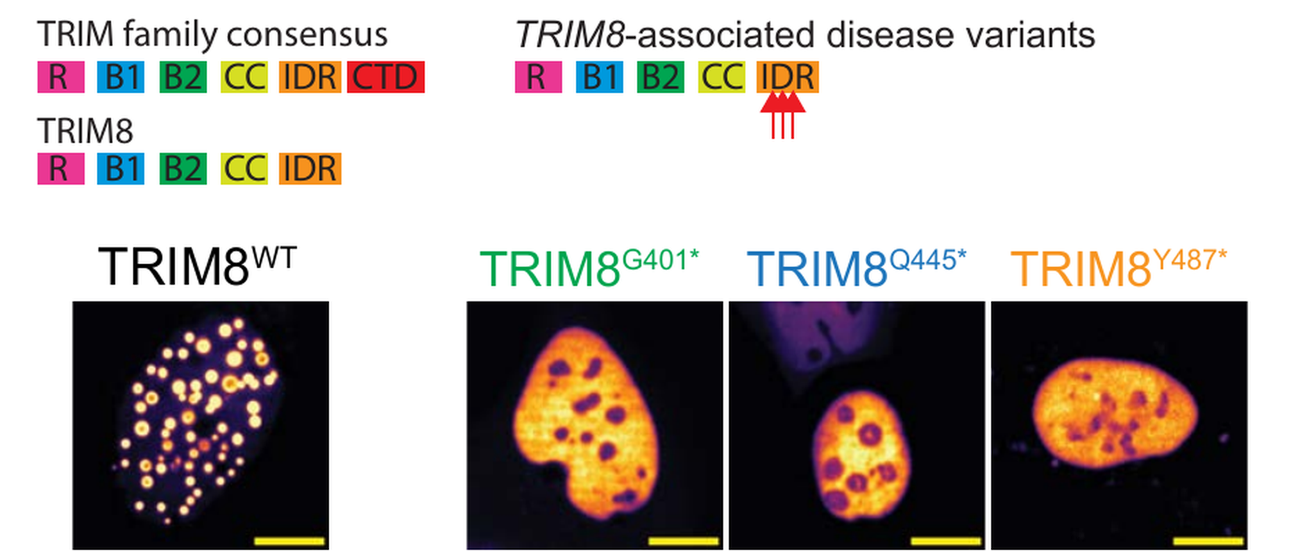 TRIM8 wild type and disease-associated truncation variants with domain architecture and source microscopy